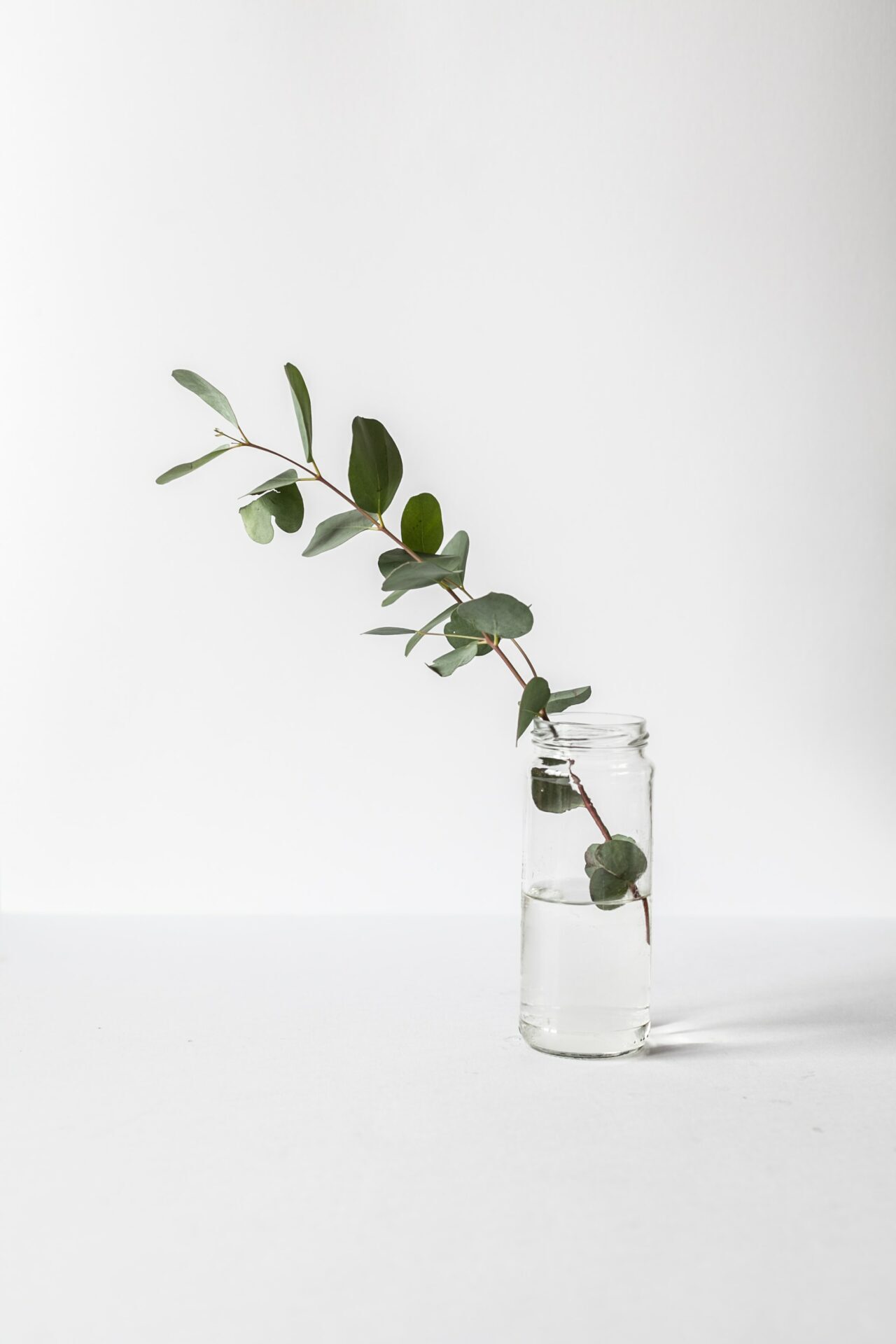 leaves branch in the vase