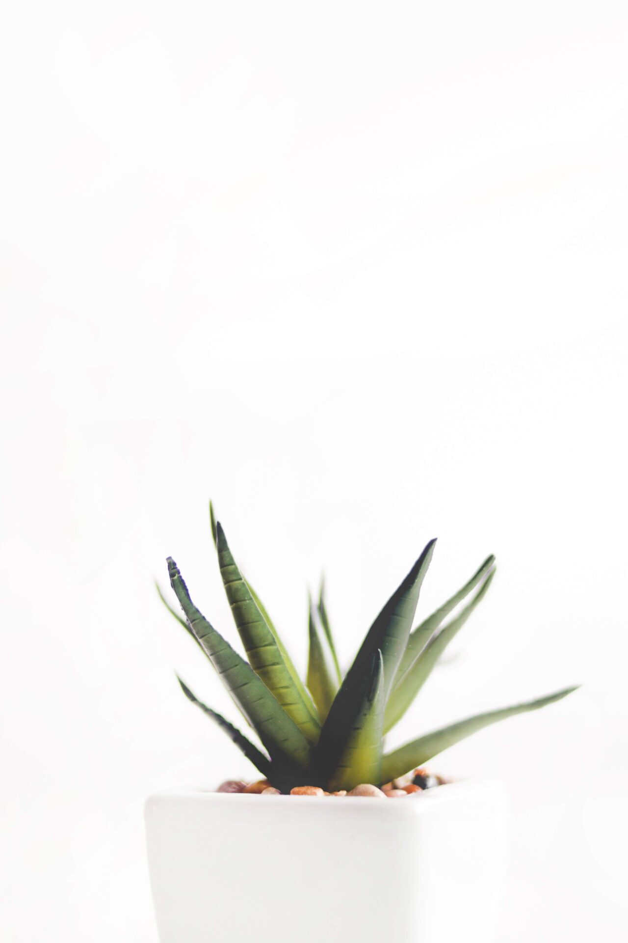 plant - Hygge hotel