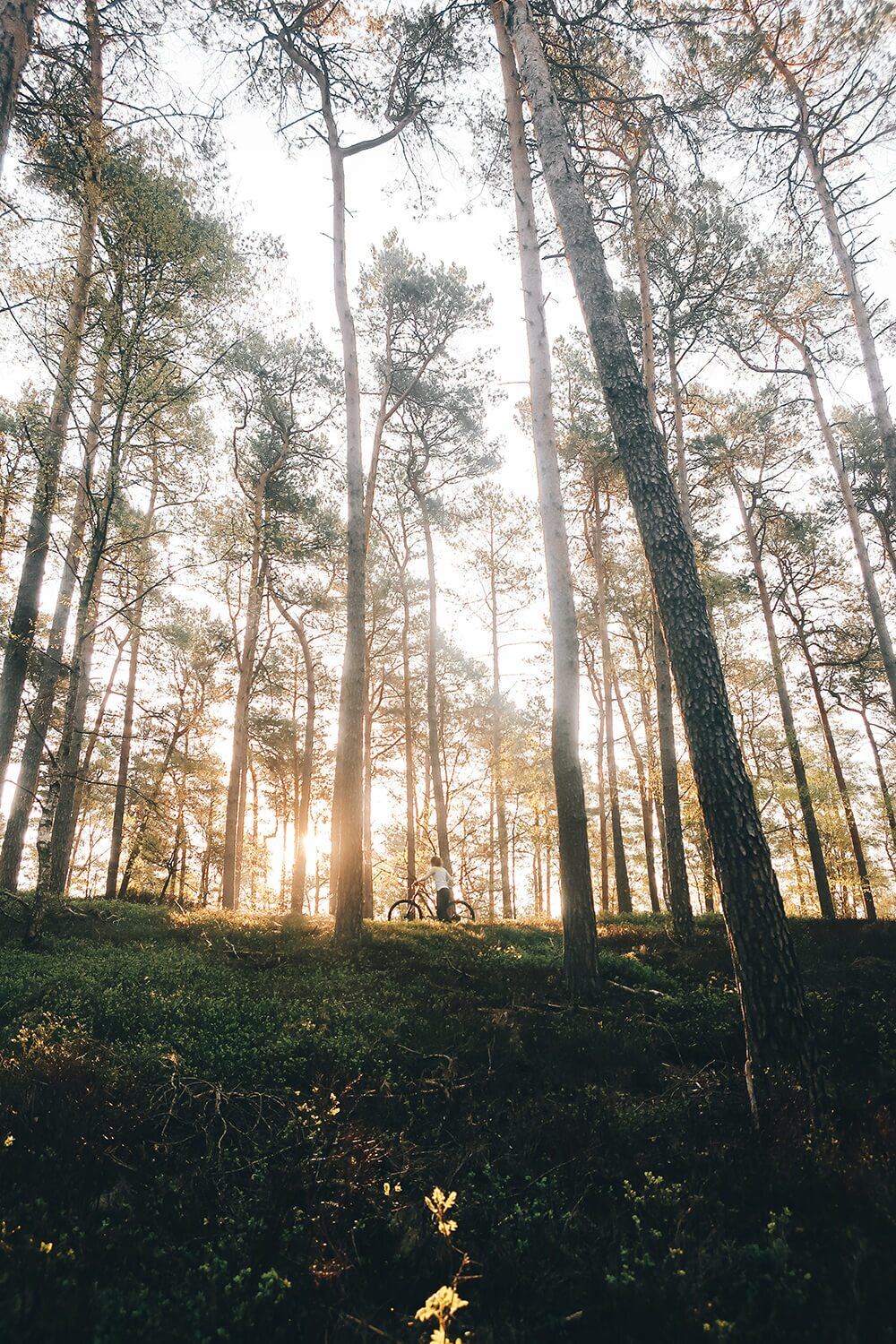 Hygge forest walk